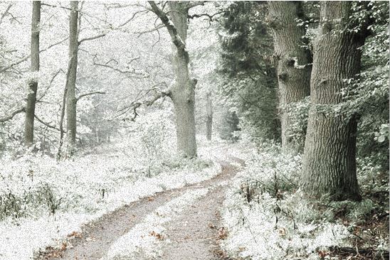 <strong>使用 Ps 的紅外照片效果</strong>